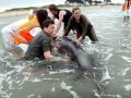 Now Stranded Whales Near Rena, 1 Dies