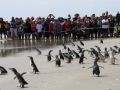 Rena Spill: Penguins Freed