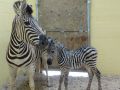 Zoo Celebrates Zebra Birth